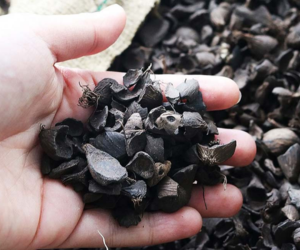 A hand holding wood pellets with a background of chopped wood logs