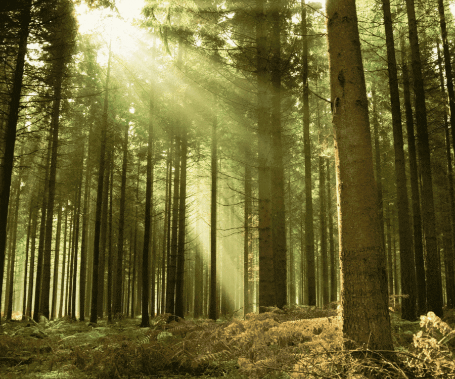 Biomass products with SBP certification